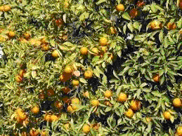 raccolta albicocche