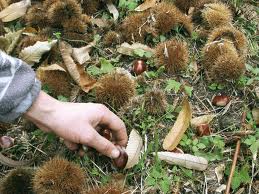 raccolta castagne