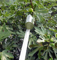raccolta fichi