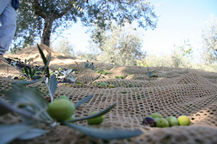 raccolta olive